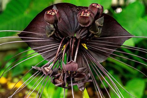 flor morcego